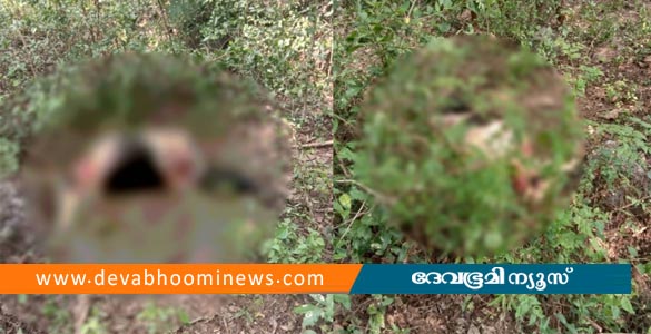 മണ്ണാർക്കാട് പശുവിനെ മോഷ്ടിച്ച് കയ്യും കാലും അറുത്തു മാറ്റി; ഇറച്ചിയാക്കി കടത്തി