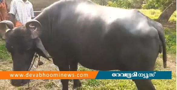 കൊടുംക്രൂരത; നിരണത്ത് എരുമയുടെ വാൽ മുറിച്ചു മാറ്റി സാമൂഹികവിരുദ്ധർ
