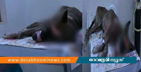 'വിളിച്ചിട്ട് അടുത്തേക്ക് വന്നില്ല'; വളർത്തു നായയെ ഉടമ അതിക്രൂരമായി വെട്ടിപ്പരിക്കേൽപ്പിച്ചു