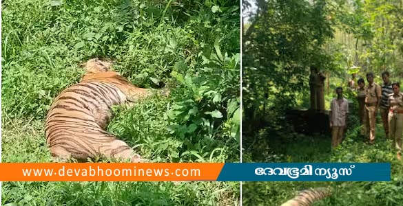 പത്തനംതിട്ട കുമ്മണ്ണൂരിൽ കടുവയെ ചത്ത നിലയിൽ കണ്ടെത്തി