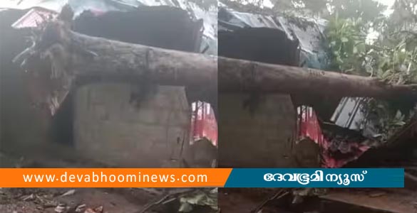 പെരുമ്പാവൂരിൽ മരം ഒടിഞ്ഞ് ലേബർ ക്യാമ്പിന് മുകളിലേക്ക് വീണ് ഒരാൾ മരിച്ചു; 3 പേർക്ക് പരിക്ക്