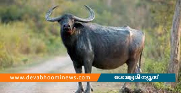 വയനാട്ടിൽ ആദിവാസി മധ്യവയസ്കന് നേരെ കാട്ടുപോത്തിന്റെ ആക്രമണം