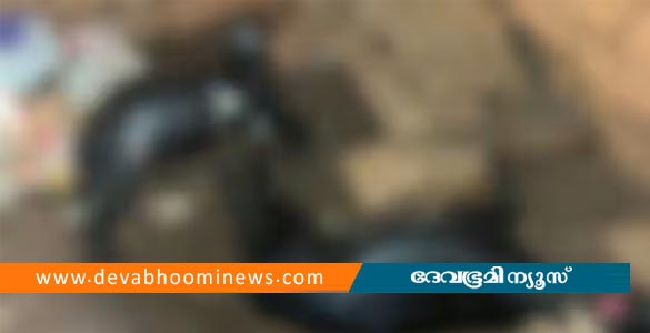 കോഴിക്കോട് തെരുവു നായകളുടെ ആക്രമണത്തില്‍ മൂന്ന് ആടുകള്‍ ചത്ത നിലയില്‍