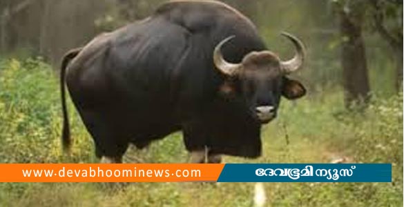 വയനാട്ടില്‍ കാട്ടുപോത്തിന്റെ ആക്രമണത്തില്‍ വീട്ടമ്മയ്ക്ക് പരിക്ക്
