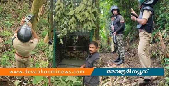 കാളികാവിലെ നരഭോജി കടുവയെ കണ്ടെത്തി; മയക്കുവെടി വെക്കാൻ നീക്കം