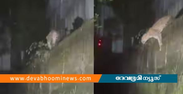 സുല്‍ത്താല്‍ ബത്തേരിയില്‍ വീണ്ടും പുലിയിറങ്ങി; പരിശോധന ആരംഭിച്ച് വനംവകുപ്പ്