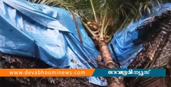 തൃശൂരിൽ ഓല മേഞ്ഞ വീടിന് മുകളിലേക്ക് തെങ്ങ് കടപുഴകി വീണു; 3 കുട്ടികൾക്ക് പരിക്ക്