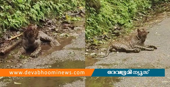 നെല്ലിയാമ്പതിയില്‍ റോഡരികില്‍ പുലിയെ പരിക്കേറ്റ നിലയിൽ കണ്ടെത്തി