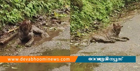 നെല്ലിയാമ്പതിയിൽ പരിക്കേറ്റ നിലയിൽ കണ്ടെത്തിയ പുലി ചത്തു