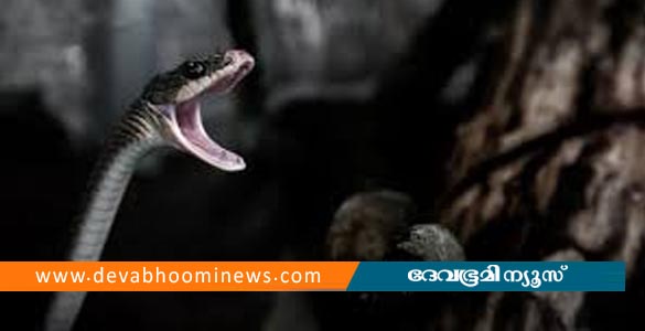 തേക്കിൻകാട് മൈതാനത്ത് വെച്ച് പാമ്പ് കടിയേറ്റു; ചികിത്സയിലിരിക്കെ മധ്യവയസ്കൻ മരിച്ചു