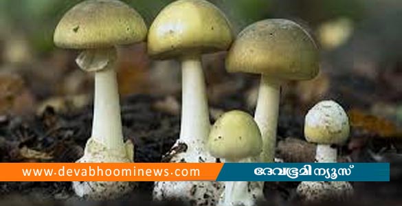 കോഴിക്കോട് വിഷ കൂൺ പാചകം ചെയ്തു കഴിച്ച ആറ് പേർ ആശുപത്രിയിൽ