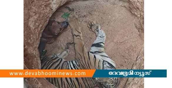 ഇടുക്കിയിൽ കടുവയും നായയും ഒരേ കുഴിയിൽ; മയക്കുവെടി വയ്ക്കാൻ വനംവകുപ്പ്