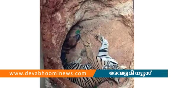 ഇടുക്കിയിൽ കുഴിയിൽ വീണ കടുവയെ പെരിയാര്‍ സങ്കേതത്തിൽ തുറന്നുവിട്ടു