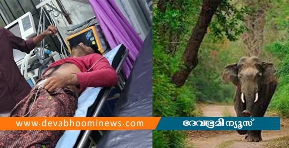 അട്ടപ്പാടിയിൽ കാട്ടാന ആക്രമണം; യുവാവിന് ഗുരുതരമായി പരിക്ക്