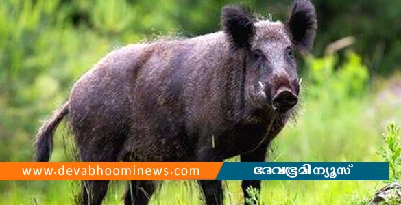 കാട്ടുപന്നിയെ ക്ഷുദ്രജീവിയായി പ്രഖ്യാപിക്കില്ല; കേരളത്തിന്‍റെ ആവശ്യം കേന്ദ്രം തളളി
