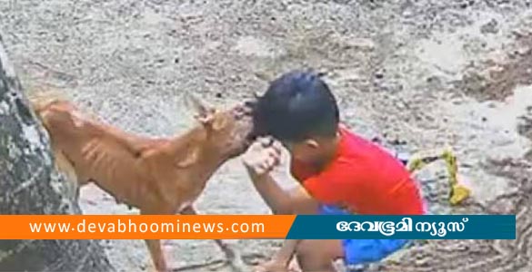 വീട്ടുമുറ്റത്ത് കളിച്ചു കൊണ്ടിരുന്ന നാല് വയസുകാരനെ തെരുവു നായ കടിച്ചു, നാട്ടുകാര്‍ തല്ലിക്കൊന്നു