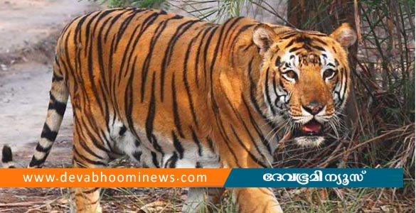 ബന്ദിപൂരില്‍ കടുവയുടെ ആക്രമണത്തില്‍ യുവതി മരിച്ചു