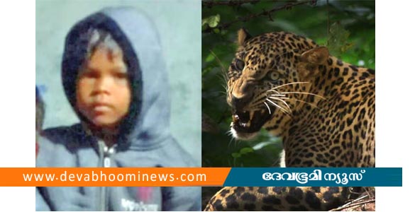 വാല്‍പ്പാറയില്‍ നാലു വയസുകാരിയെ കൊലപ്പെടുത്തിയ നരഭോജി പുലി ഒടുവില്‍ കെണിയില്‍
