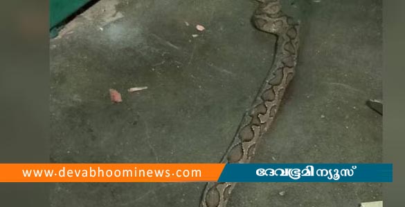 തിരുവനന്തപുരത്ത് വീട്ടില്‍ അമ്മയ്‌ക്കൊപ്പം ഉറങ്ങുകയായിരുന്ന കുട്ടിയെ അണലി കടിച്ചു