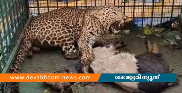 നമ്പ്യാര്‍കുന്നില്‍ ഭീതി വിതച്ച പുലി കൂട്ടില്‍ കുടുങ്ങി