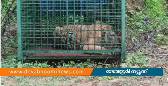 കാളികാവിലെ നരഭോജി കടുവ വനം വകുപ്പിന്റെ കൂട്ടില്‍ കുടുങ്ങി
