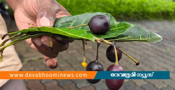 ഞാവല്‍പ്പഴമെന്ന് കരുതി കഴിച്ചു; താമരശ്ശേരിയില്‍ വിഷക്കായ കഴിച്ച വിദ്യാര്‍ഥി ചികിത്സയില്‍