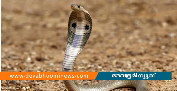 സെക്രട്ടേറിയറ്റ് വളപ്പിൽ പാമ്പ്; പൊലീസുകാരിക്ക് ഡ്യൂട്ടിക്കിടെ കടിയേറ്റു