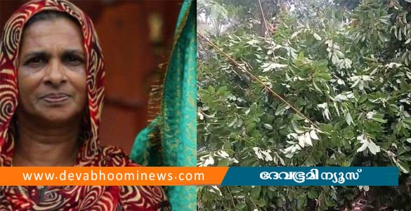 കോഴിക്കോട് പൊട്ടിവീണ വൈദ്യുതി ലൈനിൽ നിന്ന് ഷോക്കേറ്റ് 65-കാരി മരിച്ചു