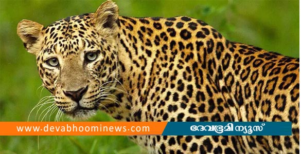മലക്കപ്പാറയില്‍ വീട്ടില്‍ ഉറങ്ങിക്കിടന്ന നാലു വയസുകാരനെ പുലി ആക്രമിച്ചു