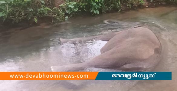 കാലടി പ്ലാന്‍റേഷന്‍ തോട്ടത്തിനുള്ളില്‍ കാട്ടാനയെ ചരിഞ്ഞ നിലയില്‍ കണ്ടെത്തി