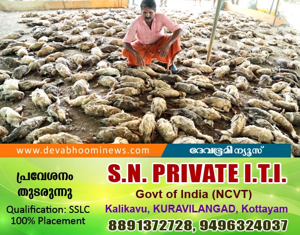 ആലപ്പുഴയില്‍ 500ലധികം താറാവുകളെ തെരുവുനായ്ക്കള്‍ കടിച്ചുകൊന്നു