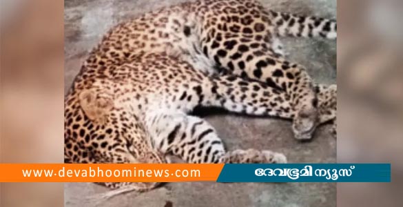 അമ്പൂരിയിൽ നിന്ന് മയക്കുവെടി വച്ച് പിടികൂടിയ പുലി ചത്ത നിലയിൽ