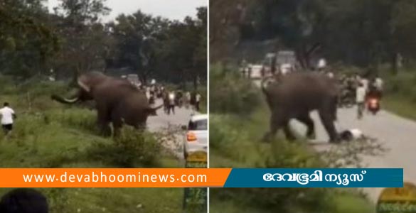 സെൽഫിക്കിടെ കാട്ടാന ആക്രമണം; സഞ്ചാരിക്ക് 25,000 രൂപ പിഴയിട്ട് വനംവകുപ്പ്