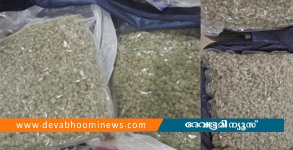 നെടുമ്പാശ്ശേരി വിമാനത്താവളത്തില്‍ 4.1 കിലോ ഹൈബ്രിഡ് കഞ്ചാവ് പിടികൂടി