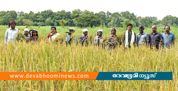 ആഘോഷമായി കൊയ്ത്തുത്സവം; ആവണംകോട് സരസ്വതി ക്ഷേത്രത്തില്‍ നാളെ ഇല്ലംനിറ