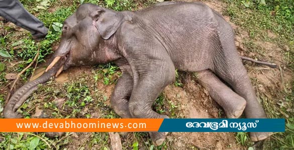 ആറളം ഫാമിൽ ആനയുടെ അസ്‌ഥികൂടം ചിതറിയ നിലയിൽ; സമീപം അവശനിലയില്‍ കുട്ടിയാന