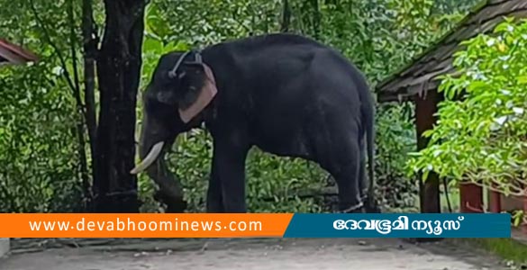 ആലപ്പുഴയില്‍ മദപ്പാടിലായിരുന്ന ആന പാപ്പാന്മാരെ കുത്തി; ​ഗുരുതര പരിക്ക്