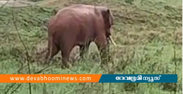 കോഴിക്കോട് കാട്ടാന ആക്രമണം: എസ്റ്റേറ്റിലെ ടാപ്പിംഗ് തൊ‍ഴിലാളിക്ക് പരിക്ക്
