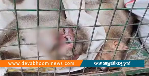 പാലോട് വാനരന്‍മാര്‍ കൂട്ടത്തോടെ ചത്ത നിലയില്‍