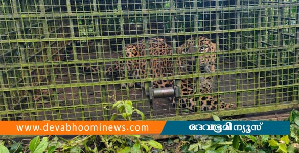 വയനാട് ചീരാലില്‍ സ്വൈര്യം കെടുത്തിയ പുലി കുടുങ്ങി