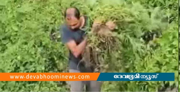 അഗളിയിൽ വൻ കഞ്ചാവ് വേട്ട; പതിനായിരത്തോളം കഞ്ചാവ് ചെടികൾ നശിപ്പിച്ച് പൊലീസ്