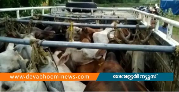 കാലിക്കടത്ത് പരിശോധനയ്ക്കിടെ വാഹനം നിര്‍ത്തിയില്ല; മലയാളിയെ വെടിവെച്ച് കീഴ്‌പ്പെടുത്തി കര്‍ണാടക പോലീസ്