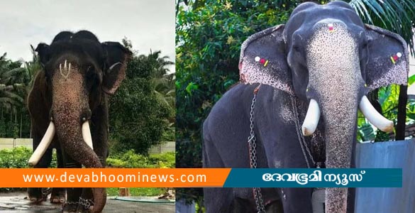 കൊമ്പൻ കൊണാർക്ക്‌ കണ്ണൻ ചരിഞ്ഞു