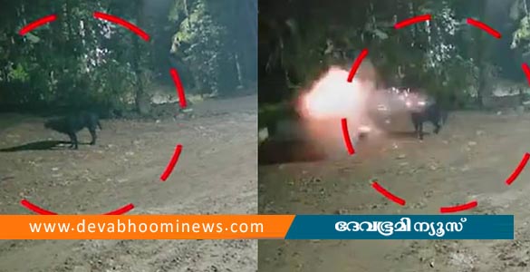 അഞ്ചലില്‍ സ്‌ഫോടക വസ്തു പൊട്ടിത്തെറിച്ച് വളര്‍ത്തുനായ ചത്തു