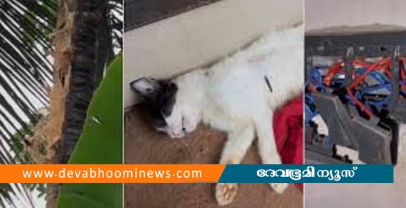 കോഴിക്കോട് ഇടിമിന്നലേറ്റ് പൂച്ച ചത്തു; വീട്ടിലെ വയറിങ് കത്തിനശിച്ചു