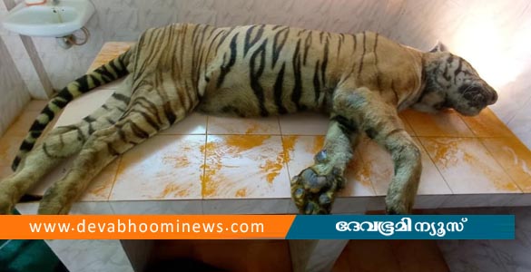 തൃശൂർ മൃഗശാലയിലെ കടുവ കൂട്ടിൽ ചത്തനിലയിൽ