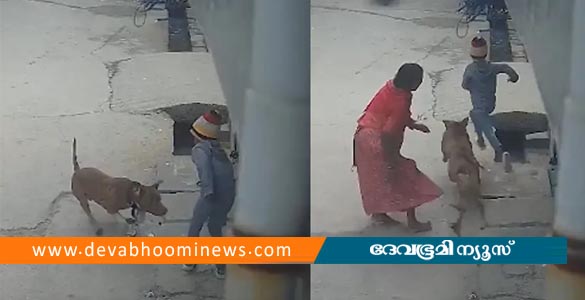ഡല്‍ഹിയില്‍ പിറ്റ്ബുൾ നായ ആറ് വയസുകാരൻ്റെ ചെവി കടിച്ചെടുത്തു; ഉടമ അറസ്റ്റിൽ