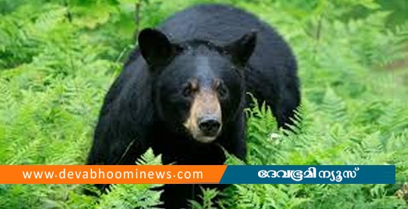 കരുളായിയില്‍ കരടിയുടെ ആക്രമണം; യുവാവിന് ഗുരുതര പരിക്ക്