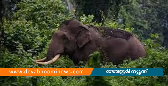 പനമരത്ത് കാട്ടാന ആക്രമണം; യുവാവിന് പരിക്ക്