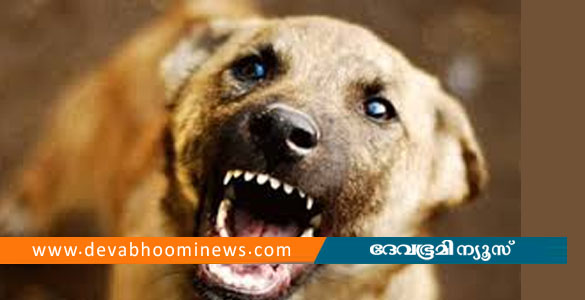 പ്രചാരണത്തിനിടെ പാലക്കാട് ബിജെപി സ്ഥാനാർത്ഥിക്ക് തെരുവുനായയുടെ കടിയേറ്റു